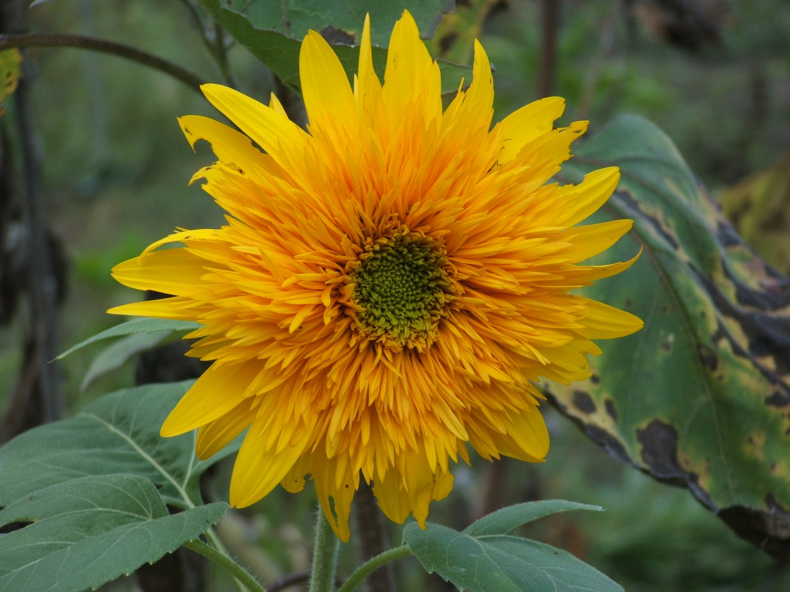 God's Growing Garden Palette Mixture" Sunflowers