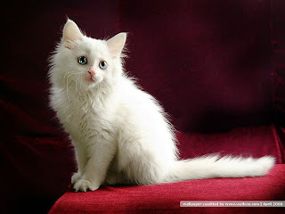 White cat see others Wallpaper HD