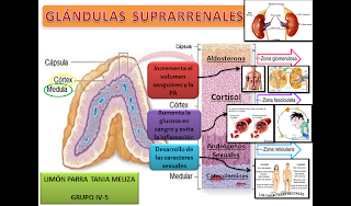 Glandulas suprarrenales esteroides