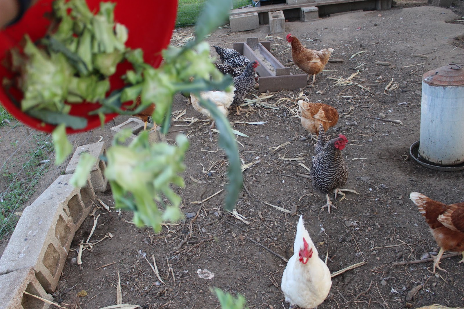 Millennial Homestead How to Freeze Broccoli from the Garden