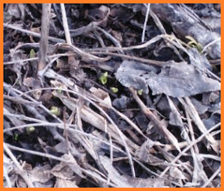 tiny hosta sprouts poking through the soil