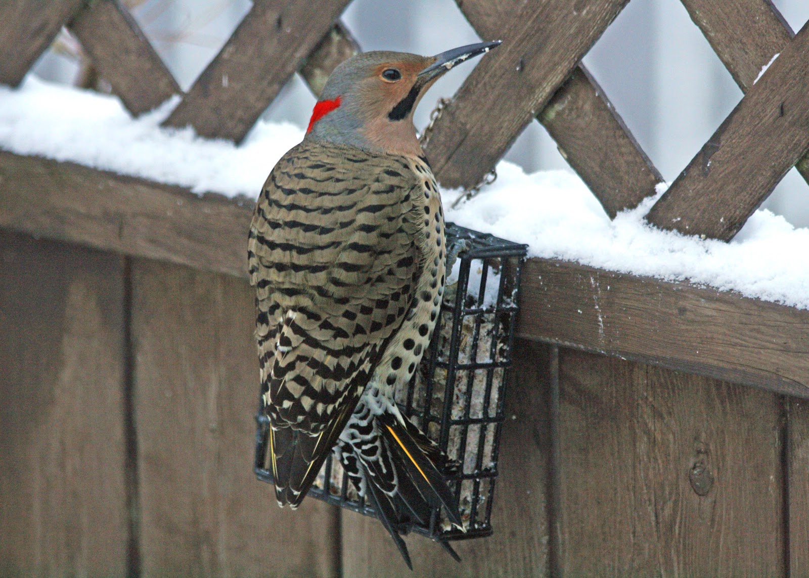 Birding with Lisa de Leon Backyard Birds Common Feeder Birds Part I