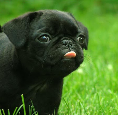 Cute Black Pug Dog