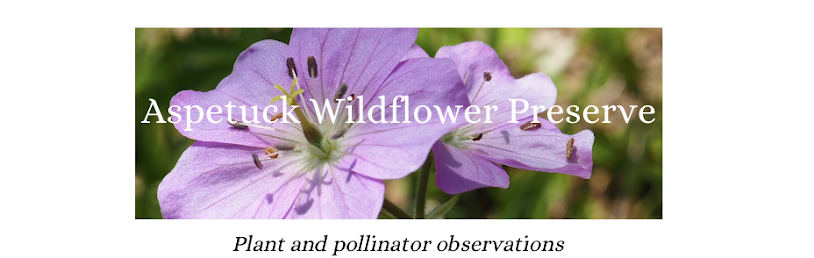 Aspetuck Wildflower Preserve