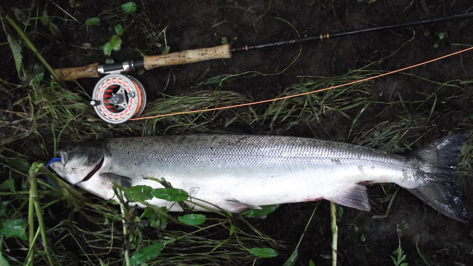 SALMON FISHING IRELAND 2021 Big Fresh Salmon On The Fly