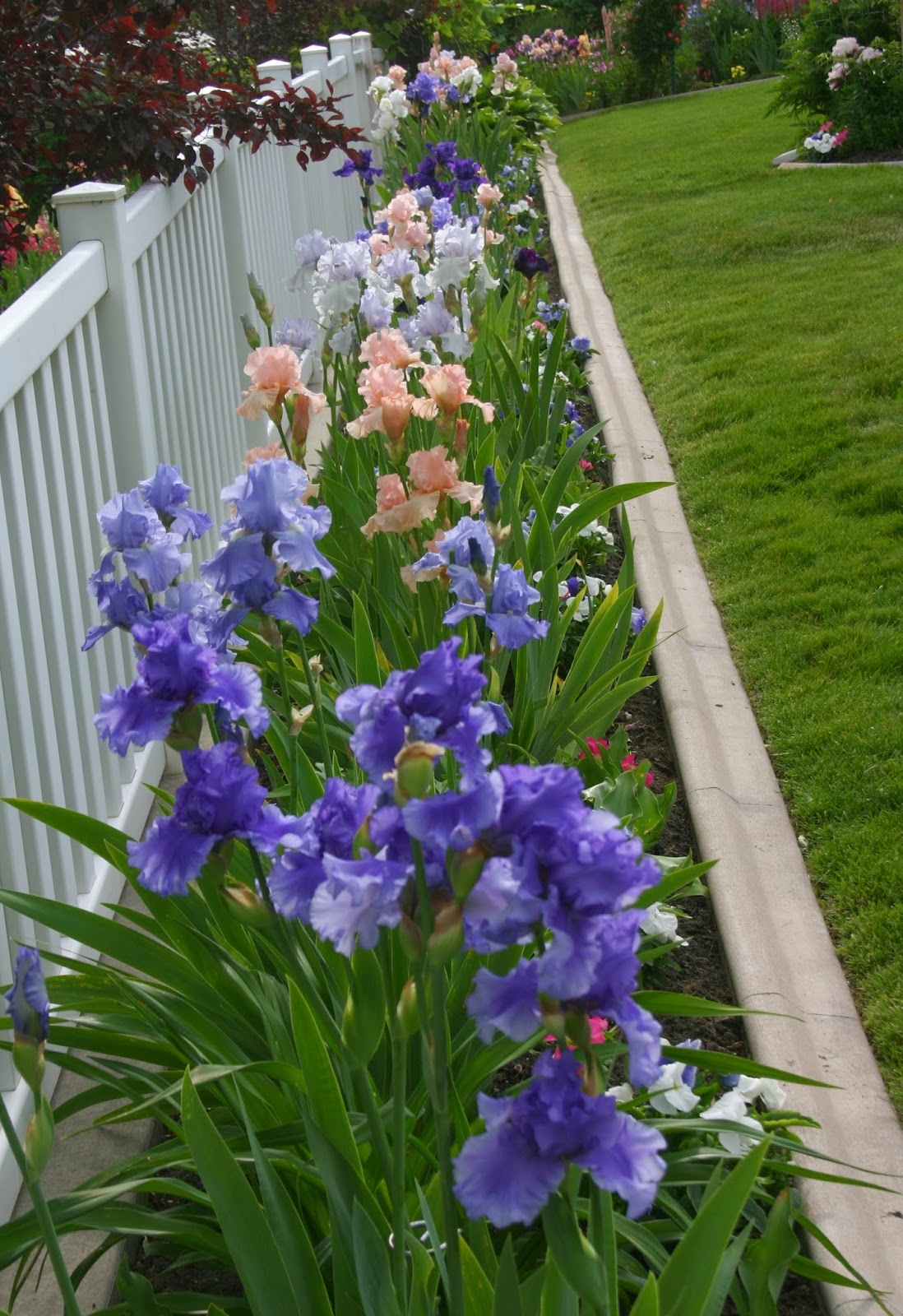USING TALL BEARDED IRIS IN YOUR LANDSCAPE Sowing the Seeds