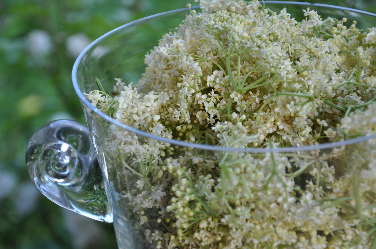 domestic sensualist Elderflower cordial