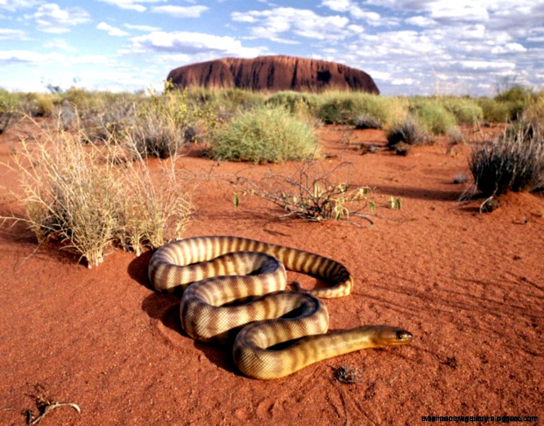 Hot Deserts Animals | Wallpapers Gallery