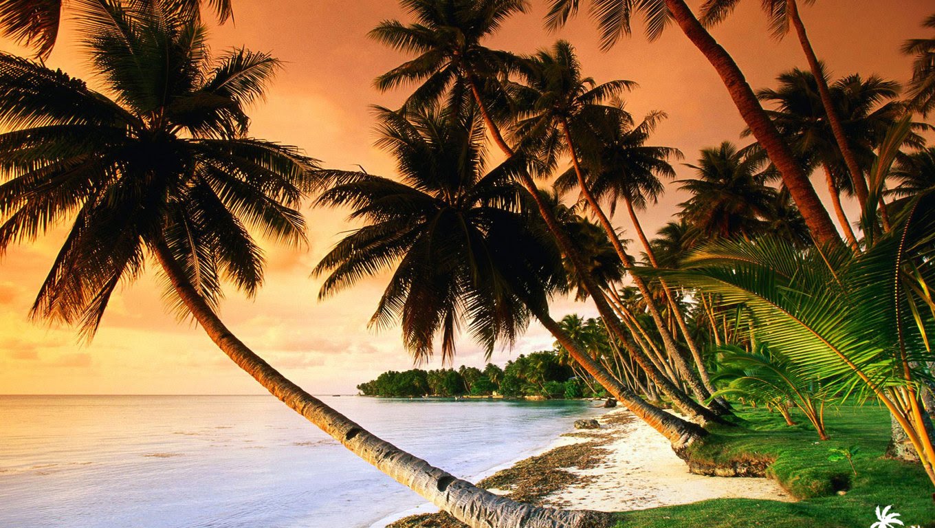 http://3.bp.blogspot.com/-l-nPudeRwJE/Tb7cVxvrxKI/AAAAAAAAIrs/zd2mNekX5wc/s1600/beach-palm-trees-on-sunset-1920x1200-1360x768.jpg
