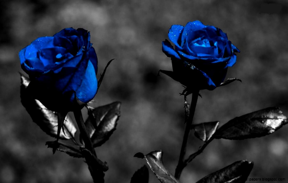 Download Blue Roses With Black Screen Wallpaper Full HD Wallpapers Download Blue Roses With Black Screen Wallpaper Full HD Wallpapers