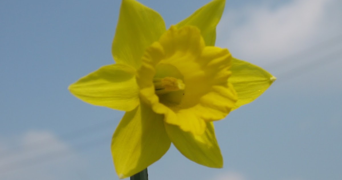 Roger Brook the no dig gardener Down daffy lily. Cutting back daffodils