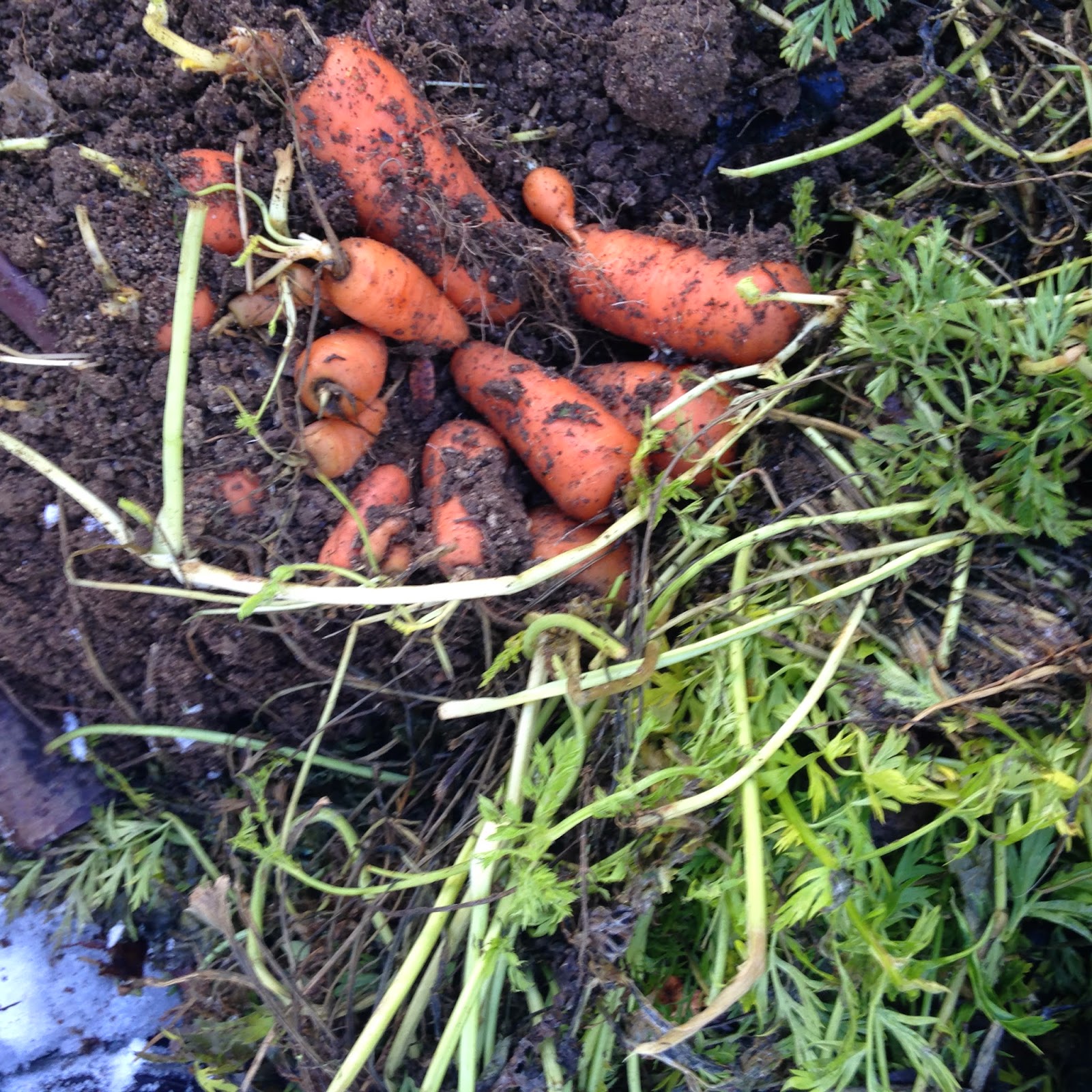 my family prepared How to store carrots in the ground over winter