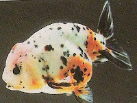 Ranchu Goldfish in Calico Coloration