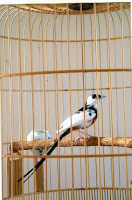 kicaurahmat.blogspot.com