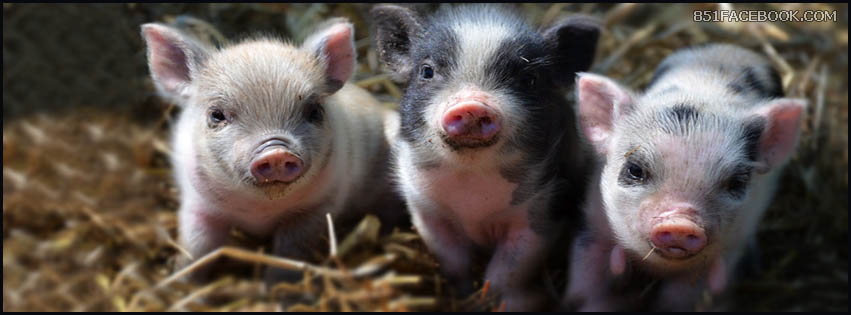 wild-animal-animals-pig-pigs-piglet-piglets-piggy-piggies-cute-adorable-facebook-timeline-cover-photo-banner-for-fb.jpg