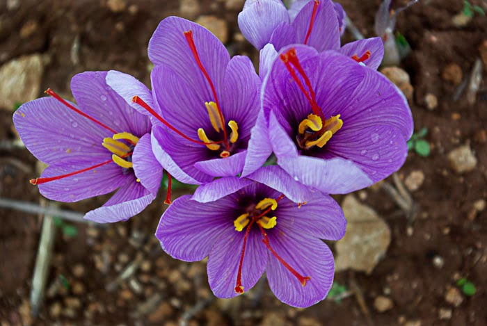 ΚΡΟΚΟΣ σαφράν - Crocus Sativus | ΒΟΤΑΝΟΘΕΡΑΠΕΙΑ . ΘΕΡΑΠΕΥΤΙΚΑ ΦΥΤΑ ΚΑΙ ...