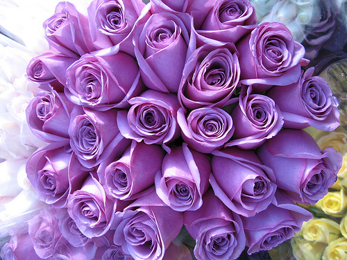 HD WALLPAPERS: Purple Roses
