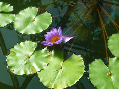 Shinjuku Gyoen