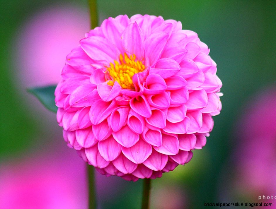 Dahlia Flower Free Wallpapers HD Dahlia Flower Free Wallpapers HD