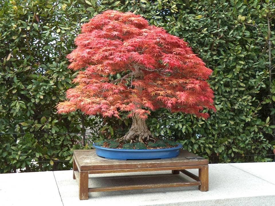 Merime...vivir es una aventura.: EL JARDÍN BOTÁNICO..soñar entre Bonsáis.