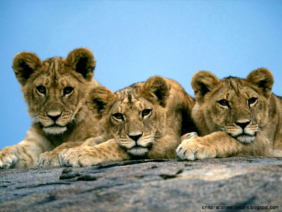 African Lion Cub African Lion Cub