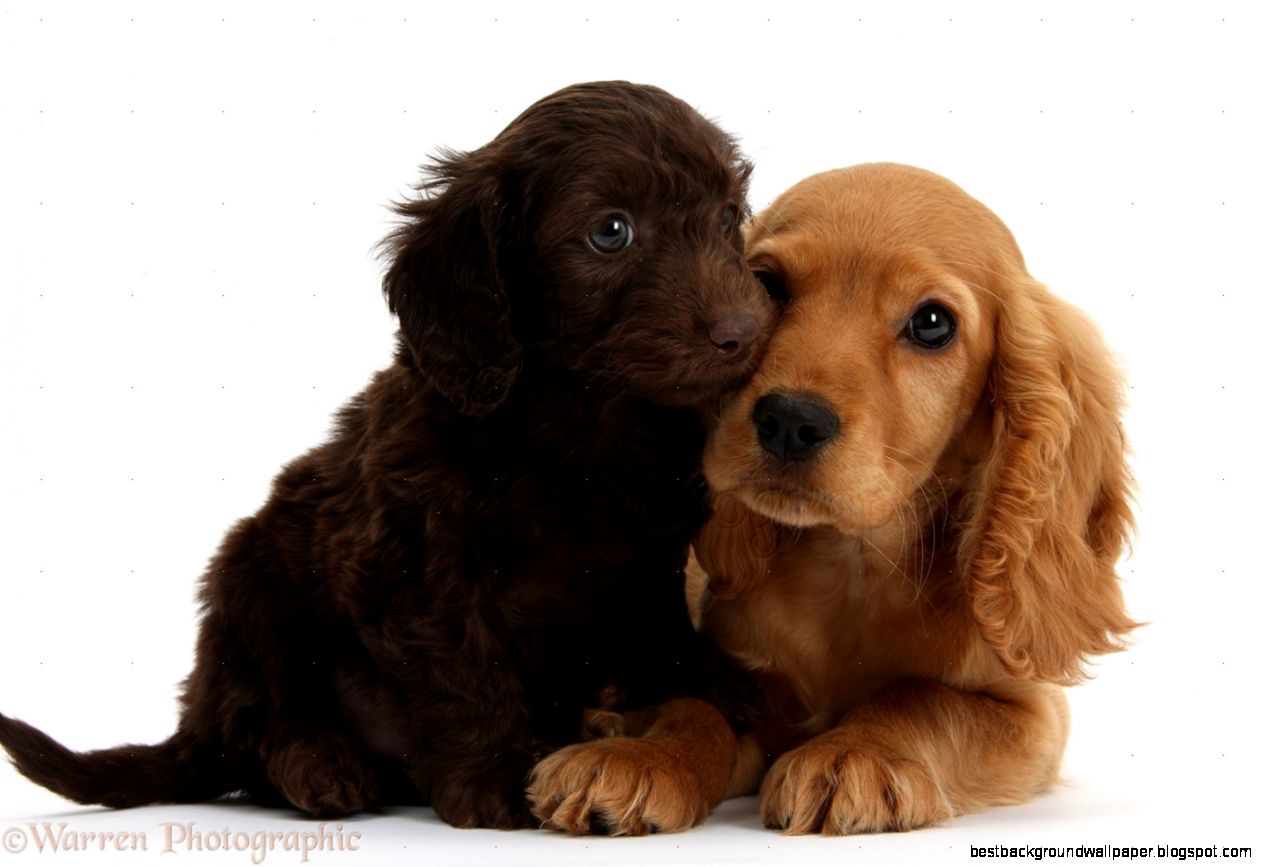 Cute American Cocker Spaniel Puppies Puppy Dog Gallery Cute American Cocker Spaniel Puppies Puppy Dog Gallery