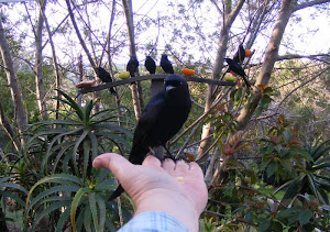 fork tailed drongos