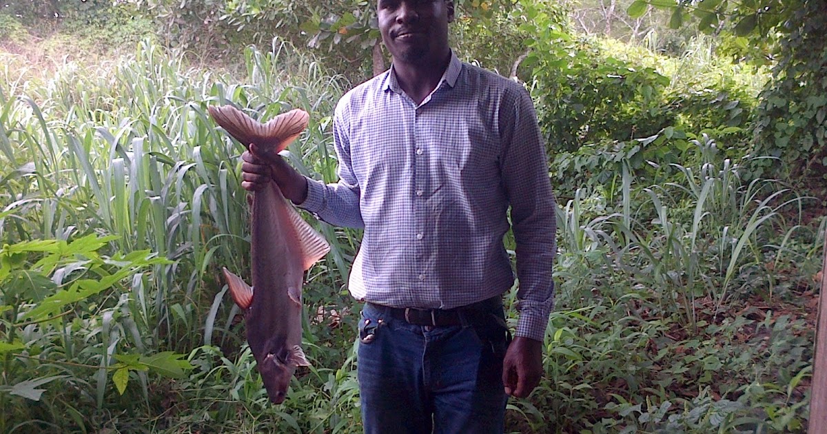 The new catfish in Nigeria called Pangasius.