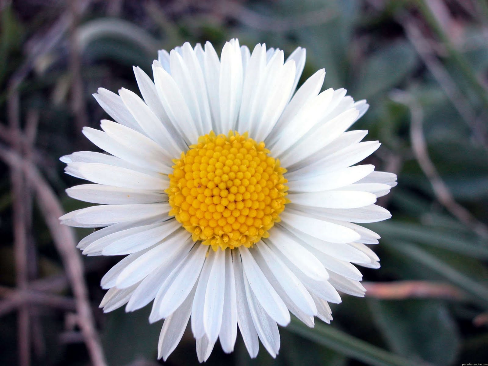 Imágenes de flores y plantas: Margarita