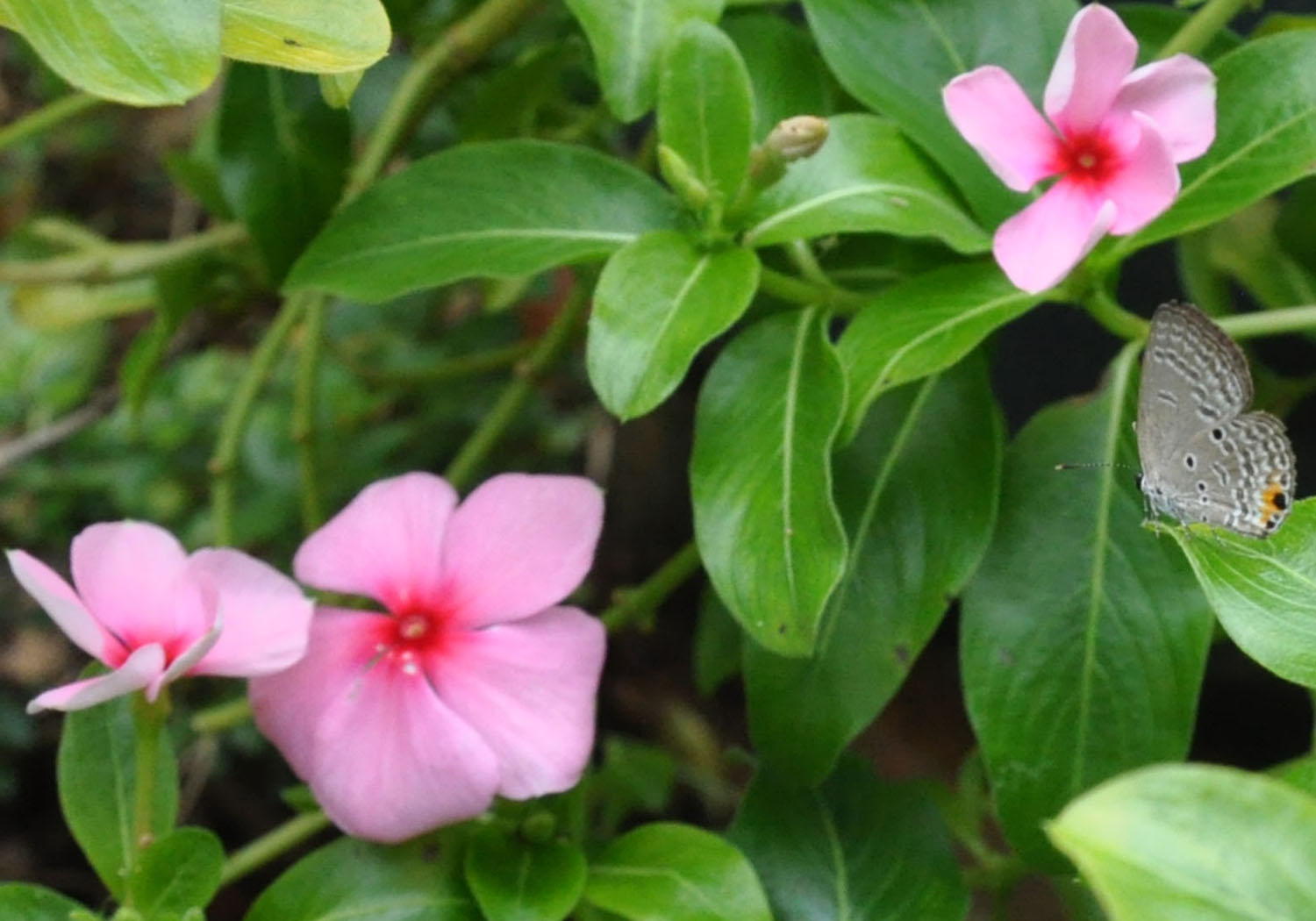 S T i l e T To Madagascar Periwinkle Butterflies' Favourite