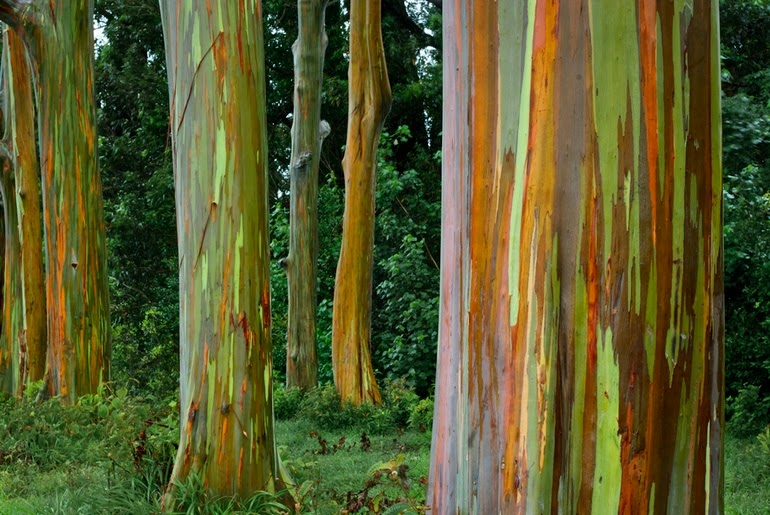 Rainbow Eucalyptus trees in Kailua, Hawaii - 15 Things You Won't Believe Actually Exist In Nature