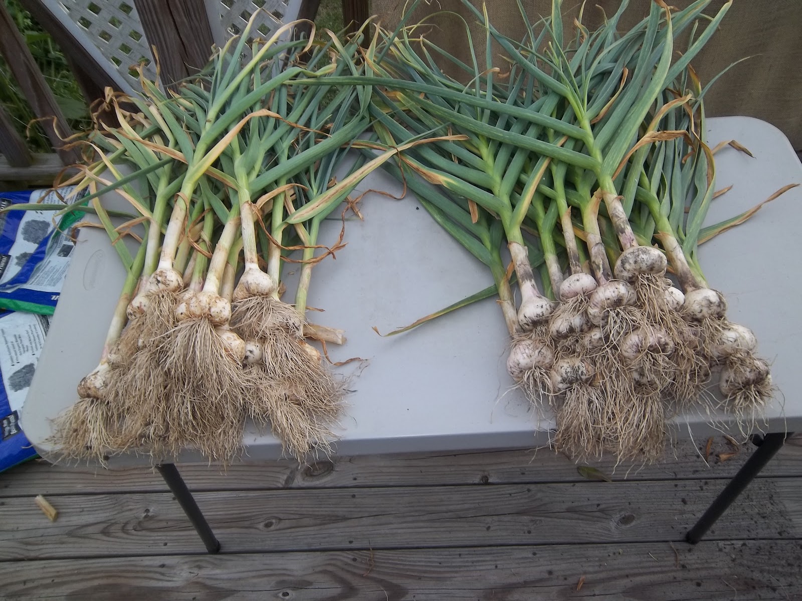 Petticoat Junction Garlic, gardening, and the results of growing