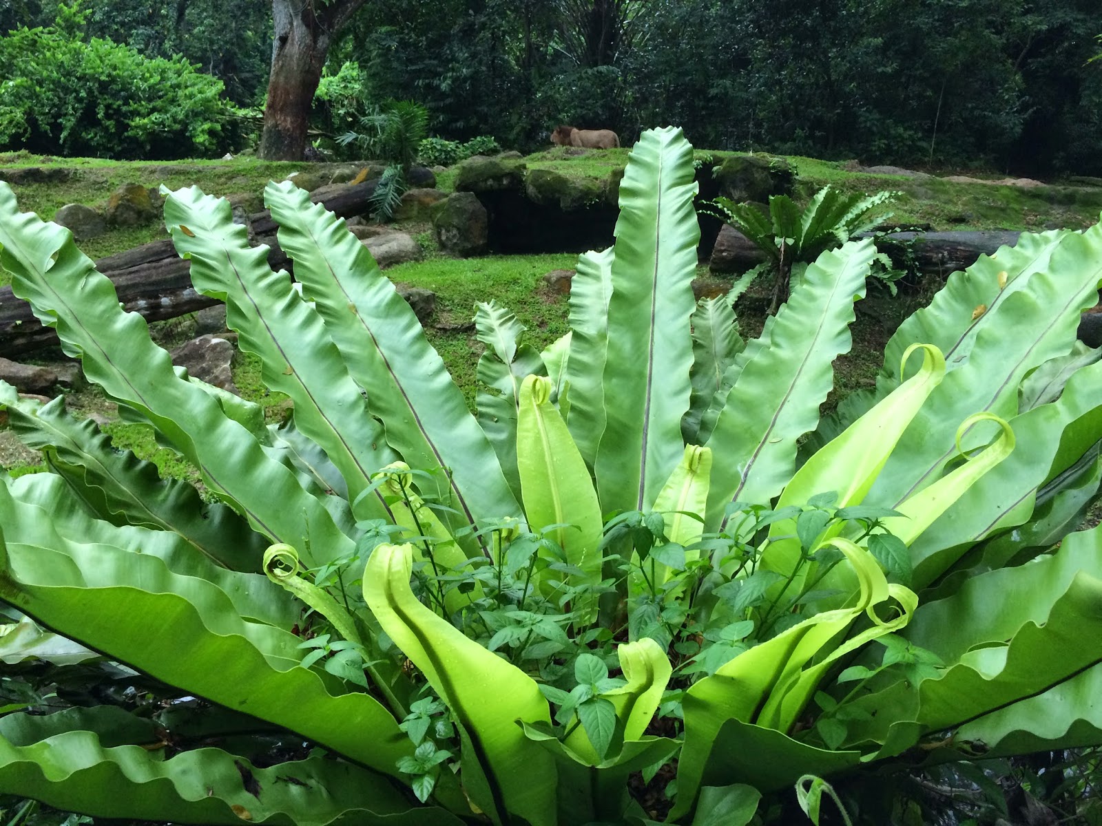 Are Birds Nest Ferns Slow Growing at Lane Dark blog