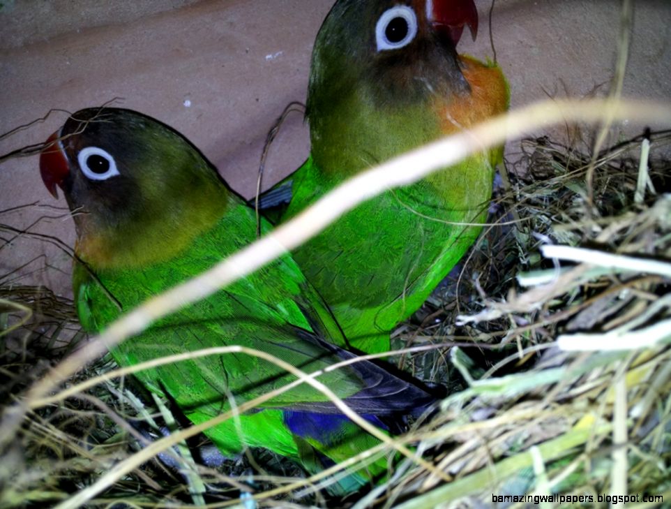 Pet Birds For Sale images Pet Birds For Sale images