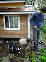 Two baby Nigerian Dwarf Goats on the first day at their new home