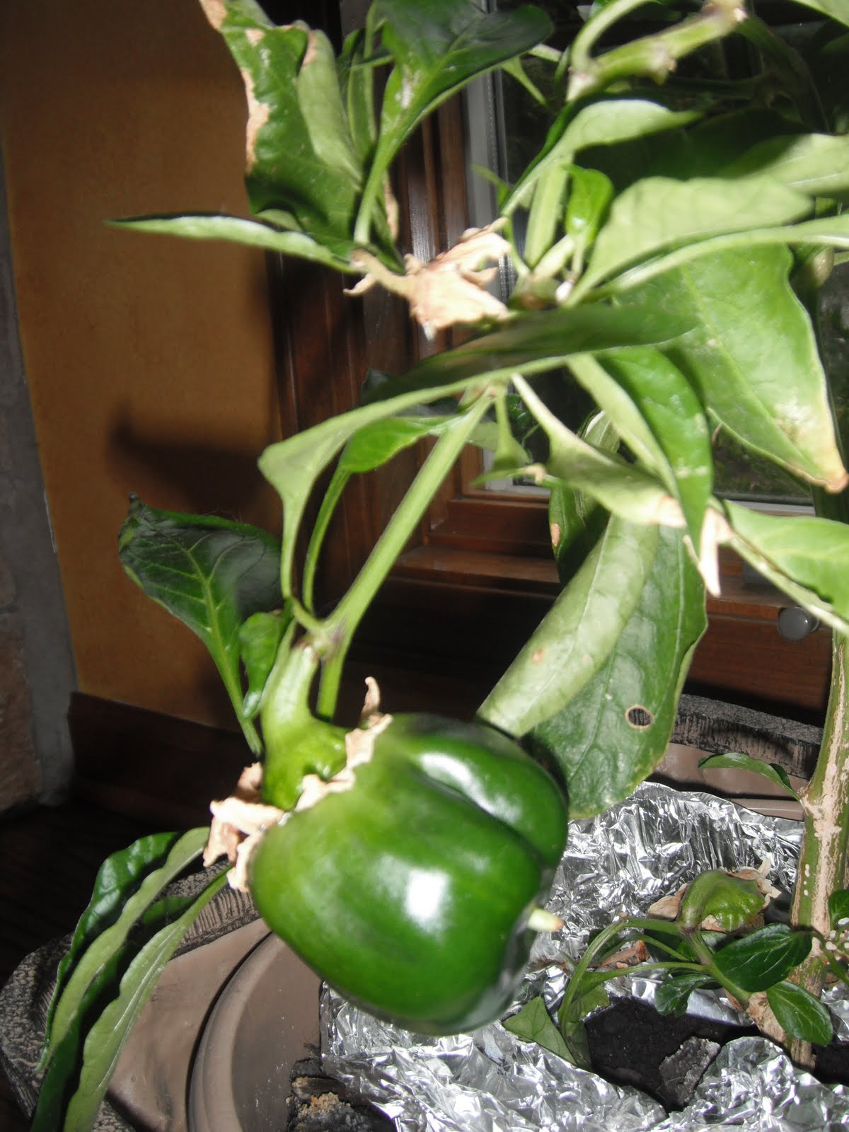 PARTY Who said you cannot have homegrown green peppers