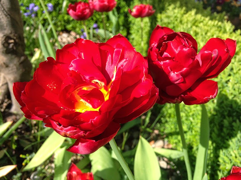 Living On The Edge..... Everything's Coming Up Tulips