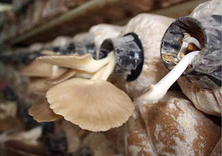 Abalone Mushroom