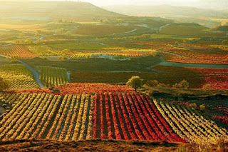 Programa de apoyo al sector vitivinícola en La Rioja 1