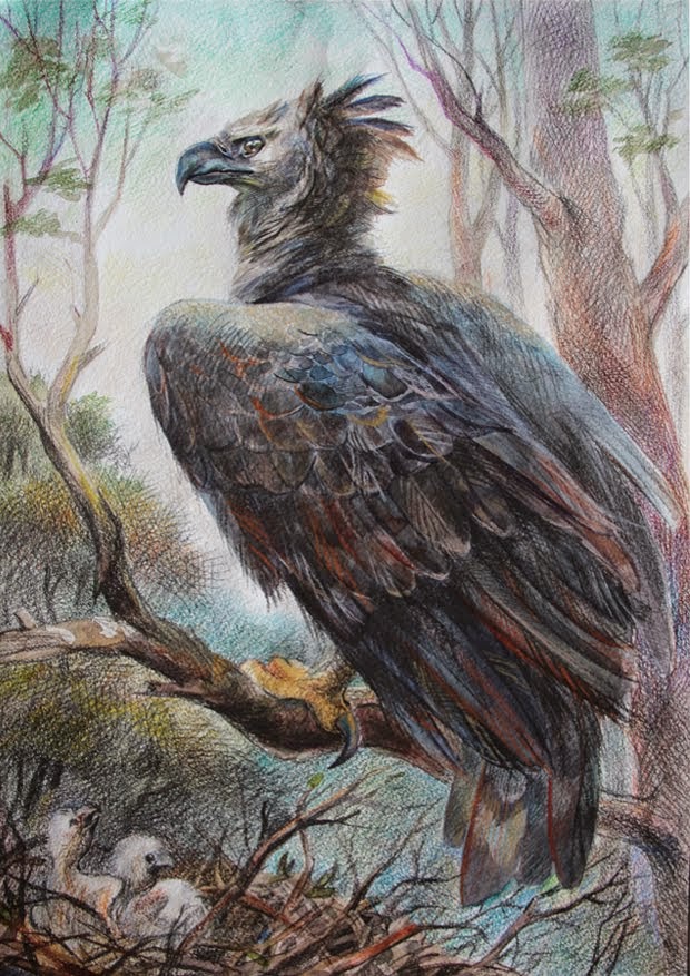 the american harpy eagle