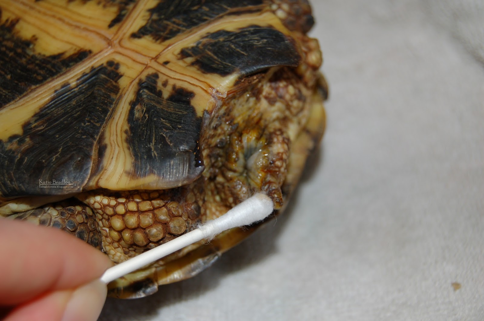 Tortaddiction Why not to keep 2 tortoises together a lesson learned