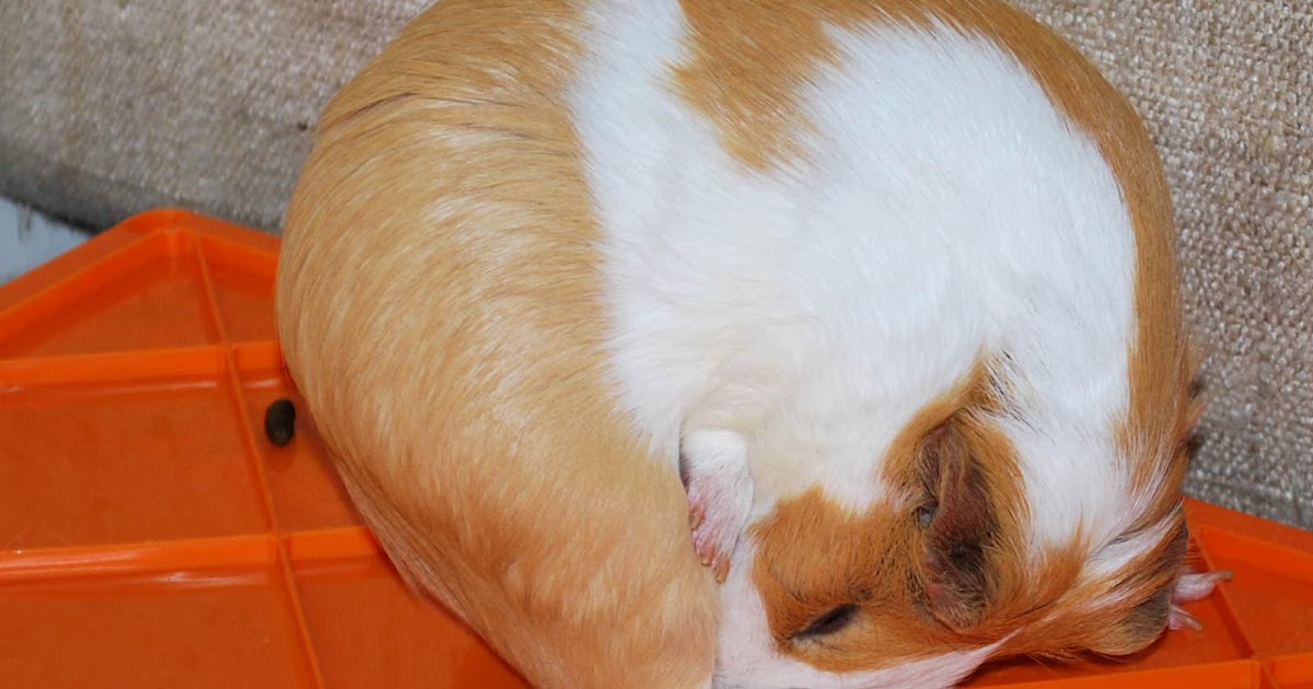 Cali Cavy Collective a blog about all things guinea pig It's Normal