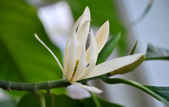 [Image: hoa-ngoc-lan-2.jpg]