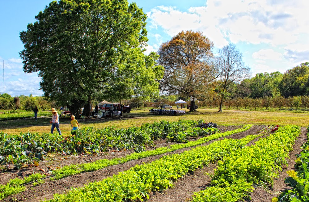 Creative Florida Living Farm to Table Dinners