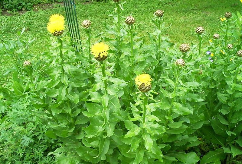 Beauty Of Flowers Bighead Knapweed