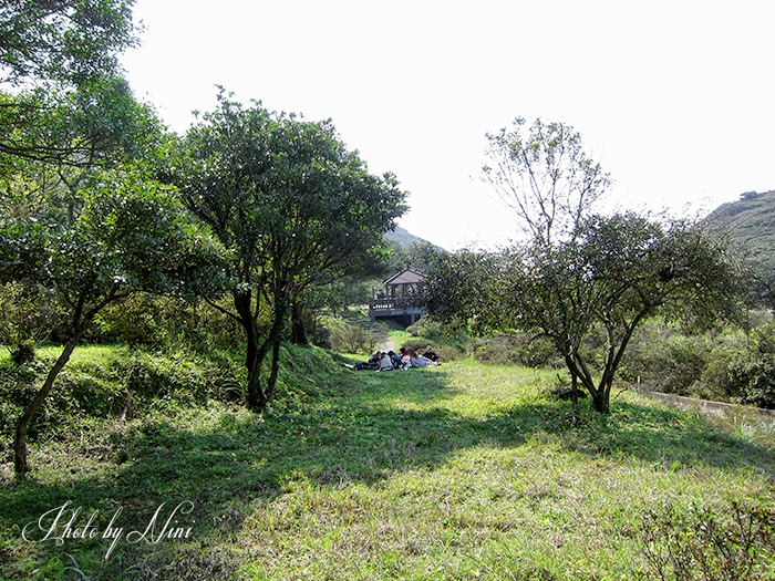 【陽明山景點】大屯自然公園。台北也有野餐聖地賞櫻祕境