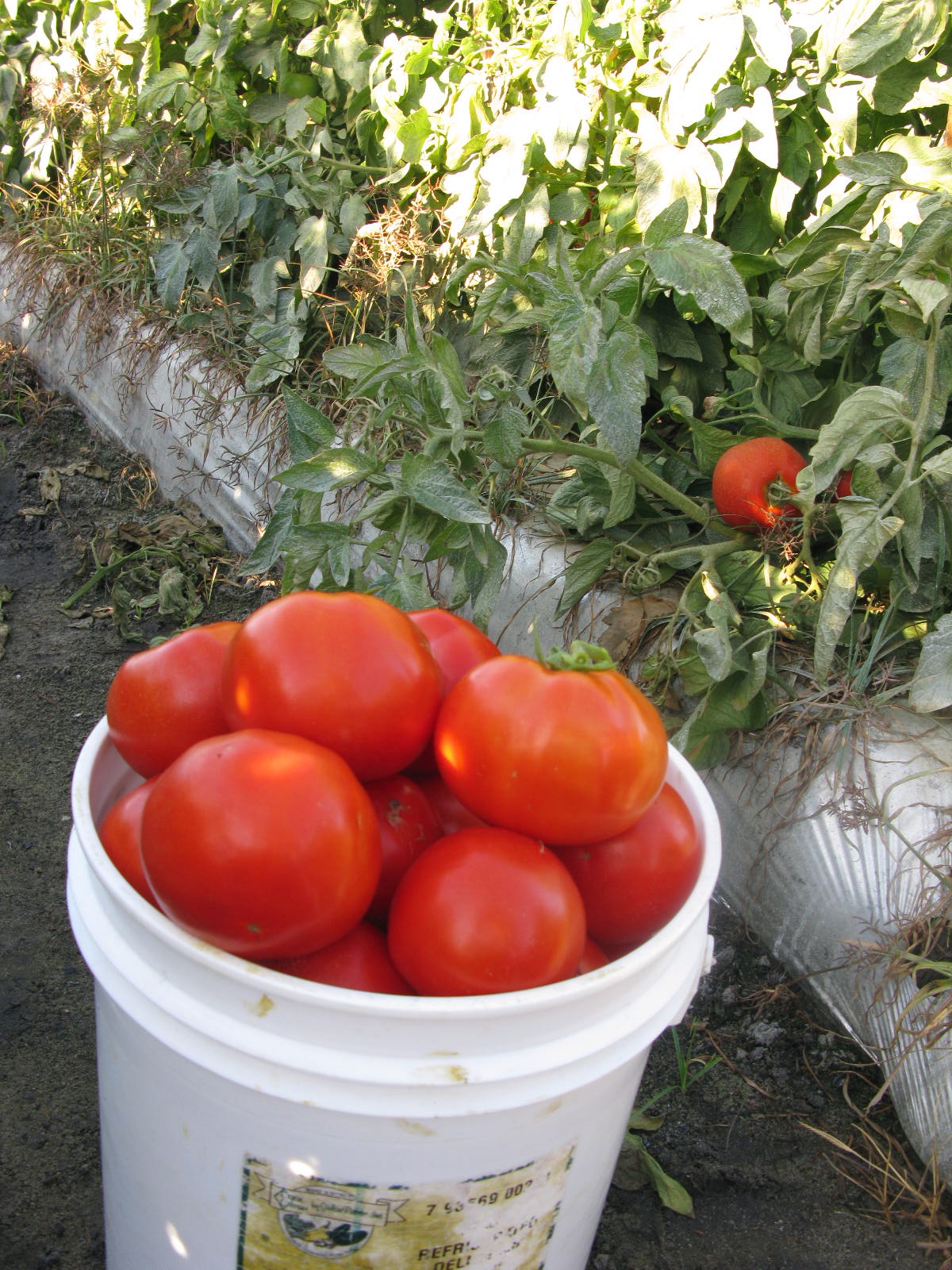 Table Scraps Tomato season in full swing in Ruskin