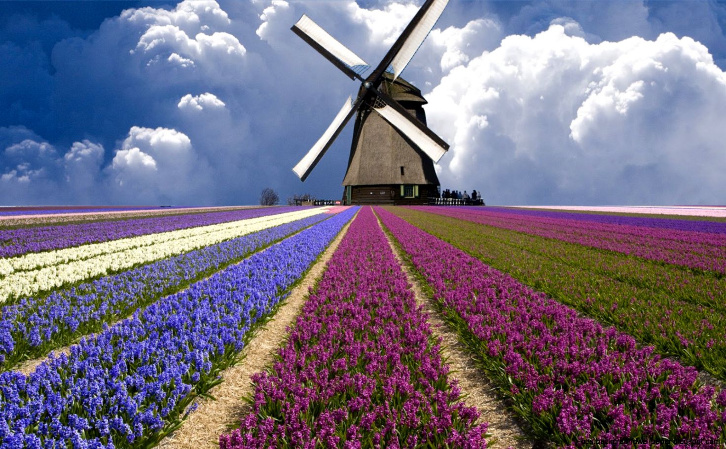 Huge Windmill Holland Tulip Fields HD Wallpaper  HD Nature Wallpapers Huge Windmill Holland Tulip Fields HD Wallpaper  HD Nature Wallpapers