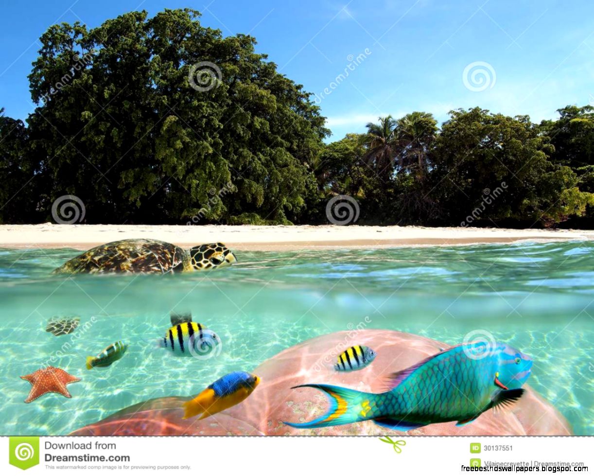 Tropical Beach With Underwater View And A Turtle Stock Image Tropical Beach With Underwater View And A Turtle Stock Image