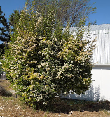 Pyracantha in Bloom in May, © B. Radisavljevic